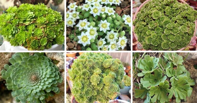 13 Types Of Popular Rosularia Pictorial Guide