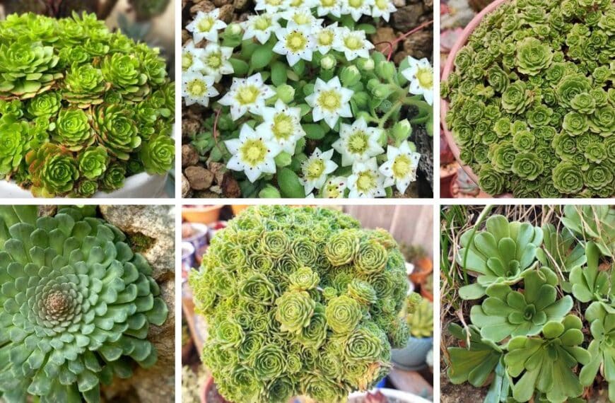 13 Types Of Popular Rosularia Pictorial Guide