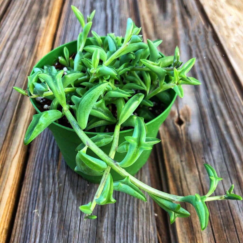 Succulent Seeds - World Wonders Gardens - Seed Specialist