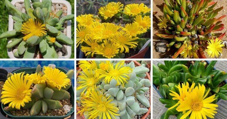 17 Types Of Popular Glottiphyllum Pictorial Guide