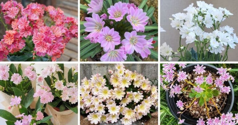 17 Types Of Popular Lewisia Pictorial Guide