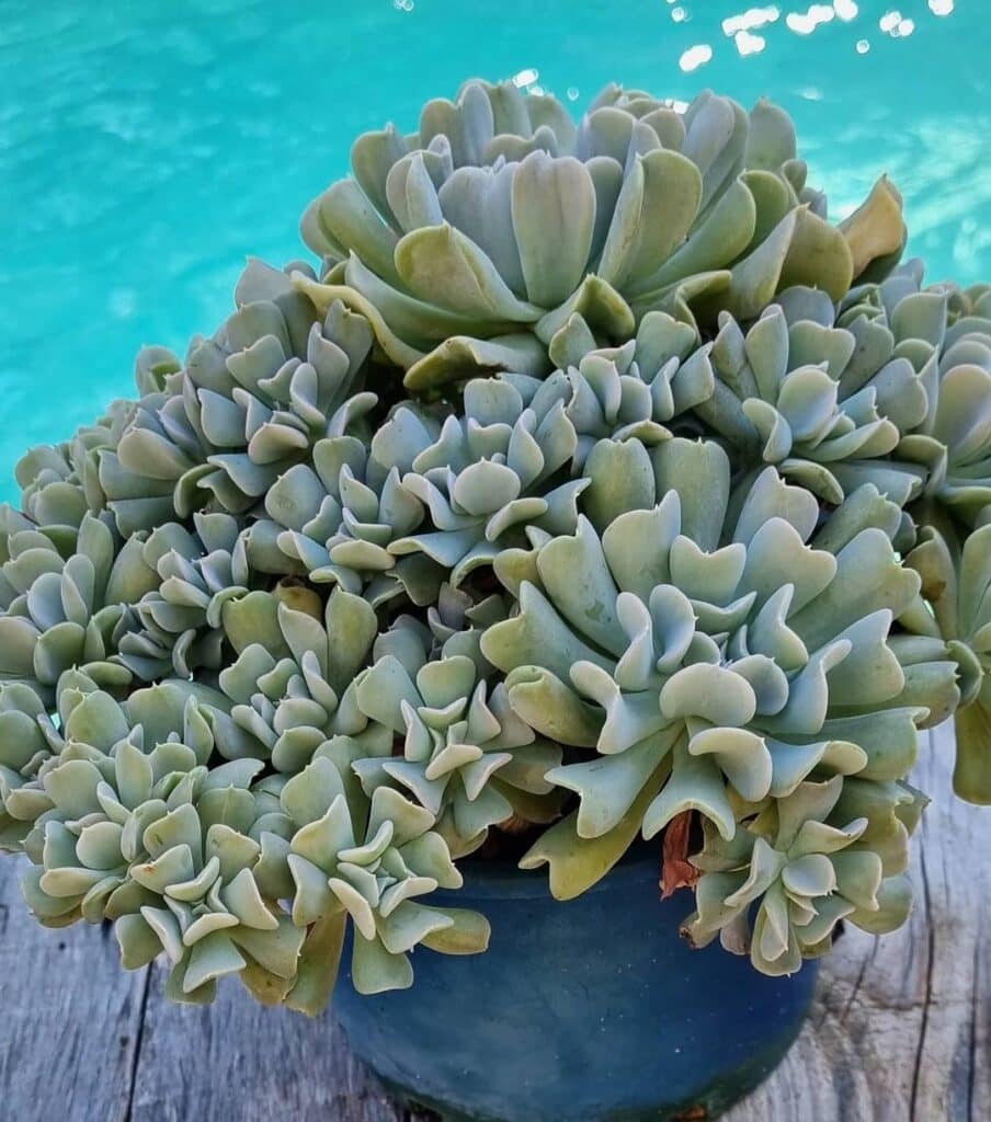 The Best Succulents For Mother's Day: A Guide To Choosing The Perfect Gift