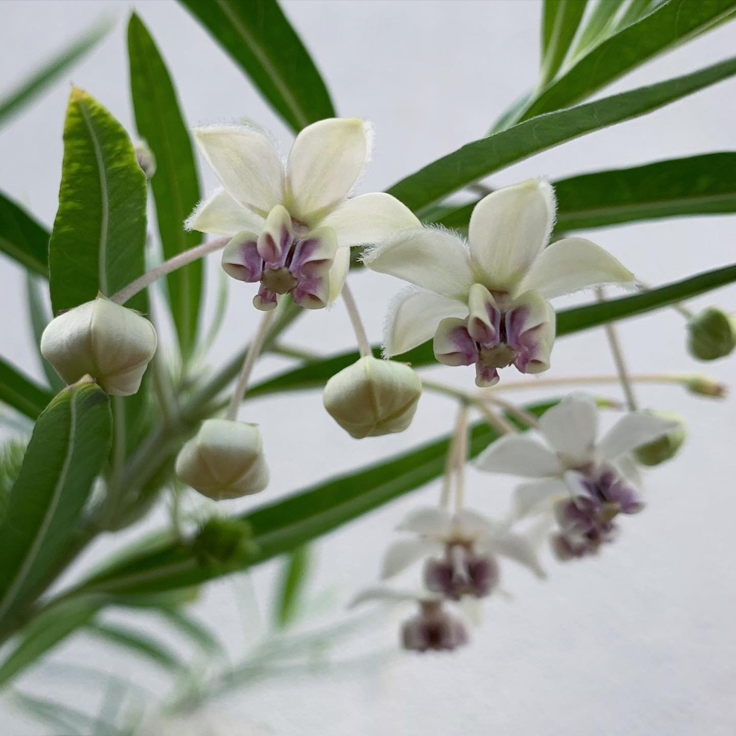 12 Types Of Gomphocarpus Pictorial Guide