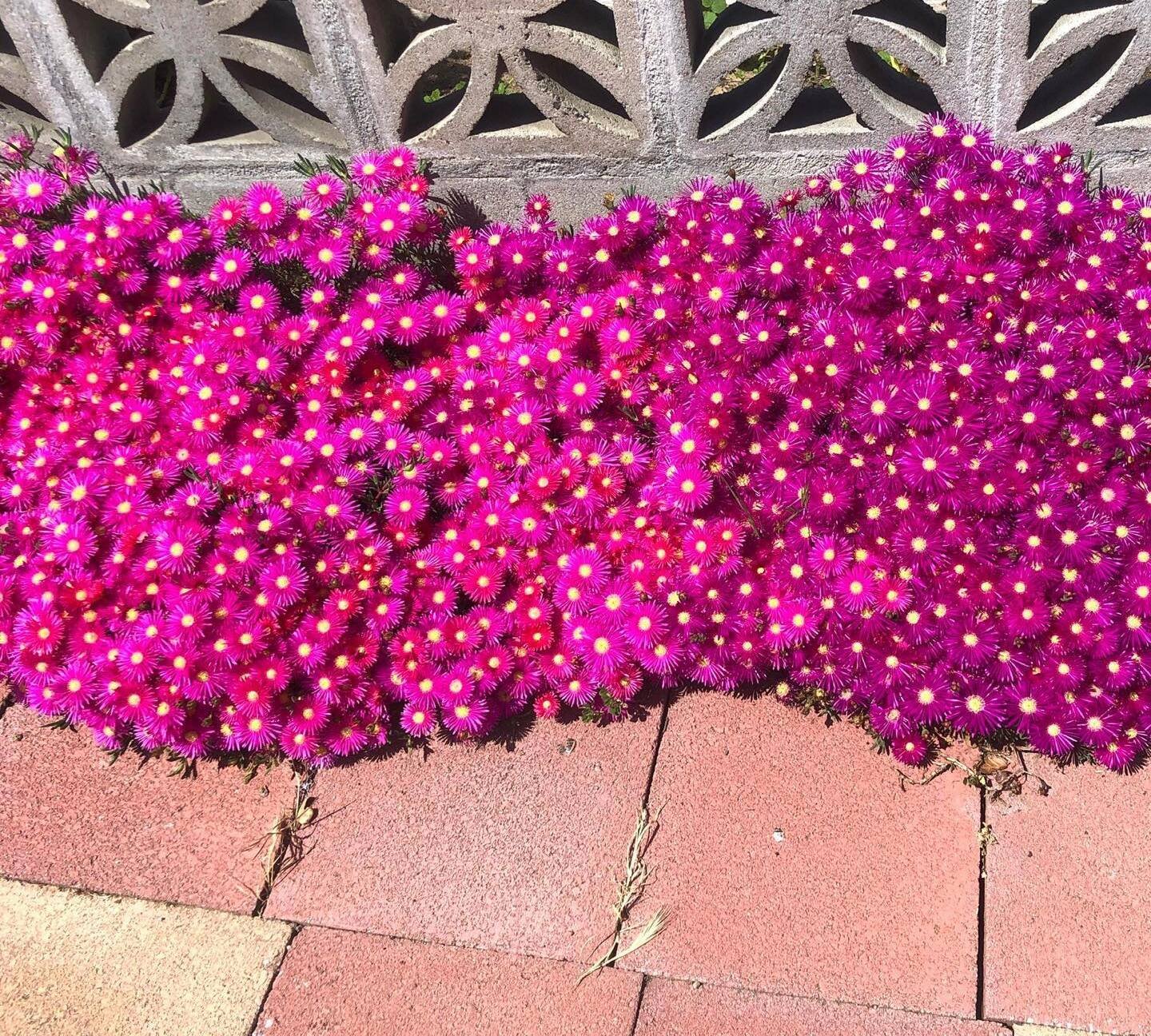 40 Types Of Popular Lampranthus Pictorial Guide