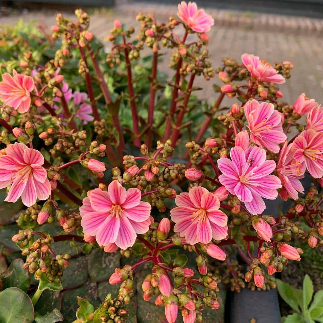 17 Types Of Popular Lewisia Pictorial Guide