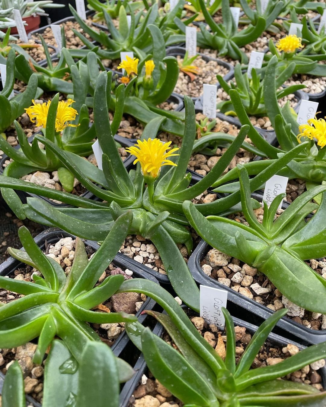 17 Types Of Popular Glottiphyllum Pictorial Guide