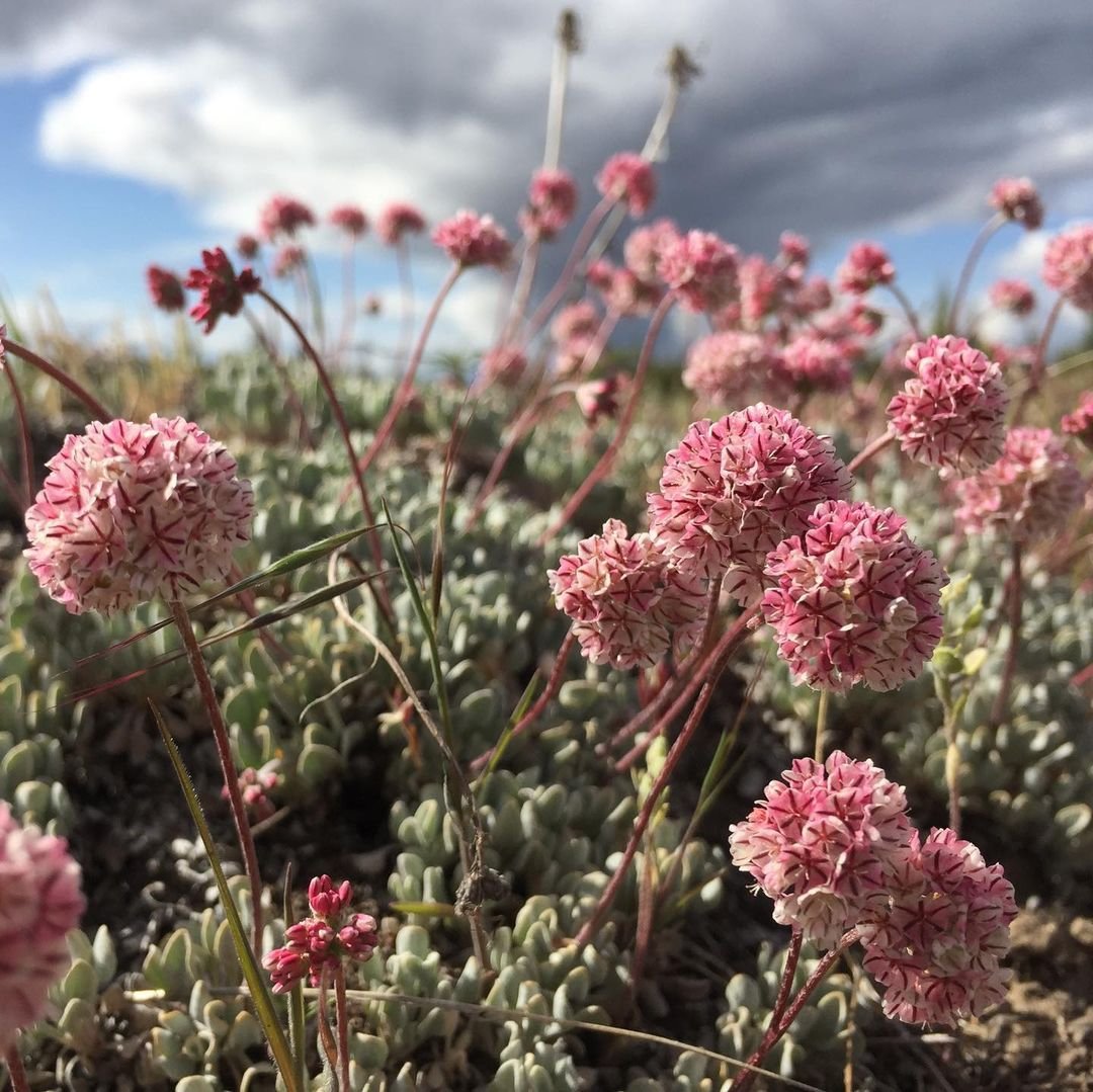 30 Types Of Popular Eriogonum Pictorial Guide