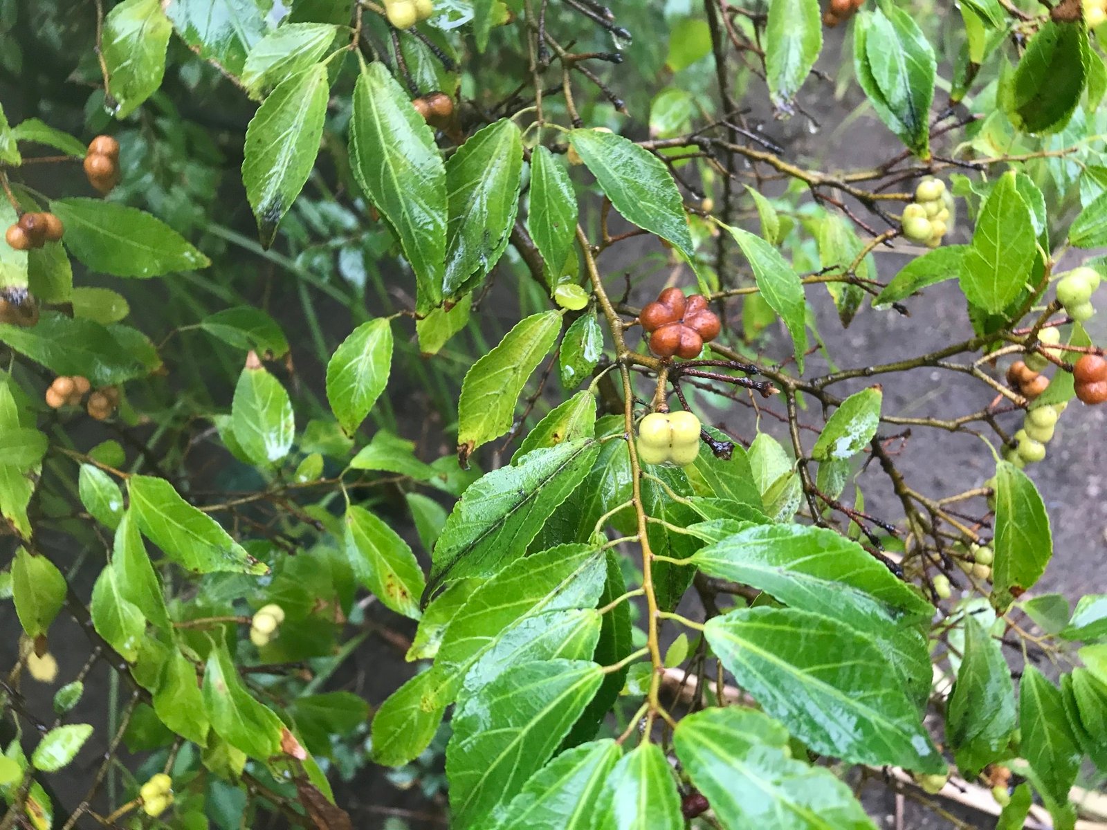 25 Types Of Popular Grewia Pictorial Guide