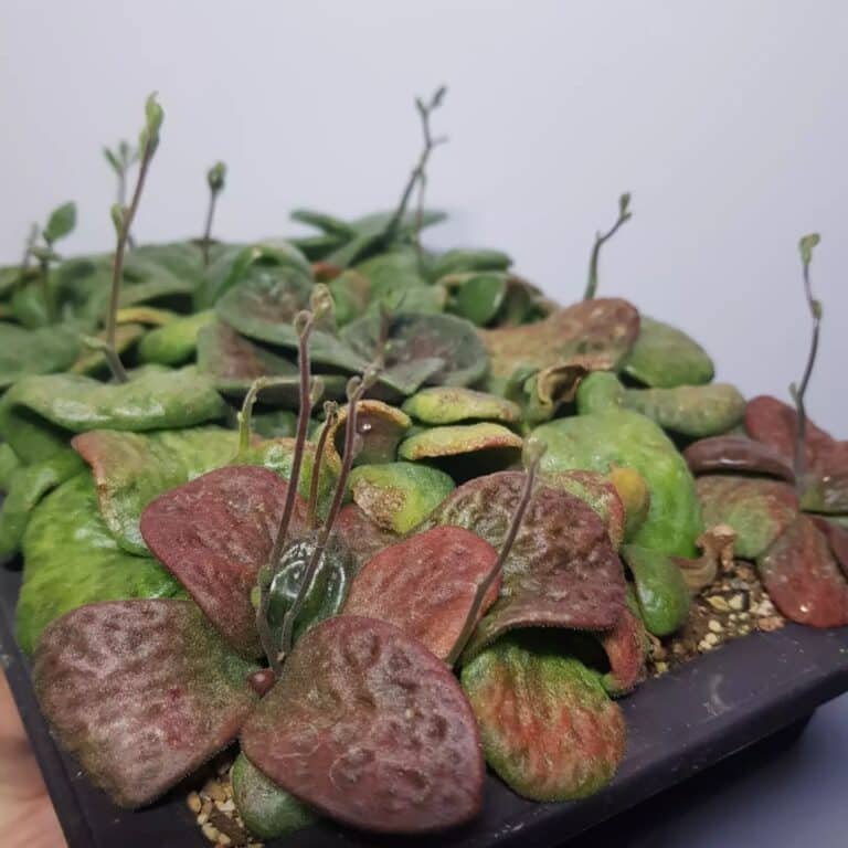 Tylecodon Pygmaeus 31 Types Of Popular Tylecodon Pictorial Guide