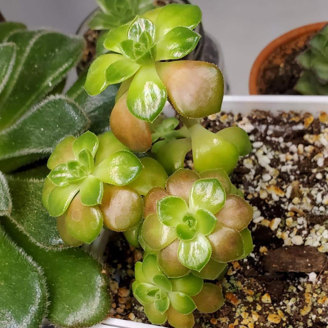 Save Your Succulent: Learn When To Water It Like A Pro!