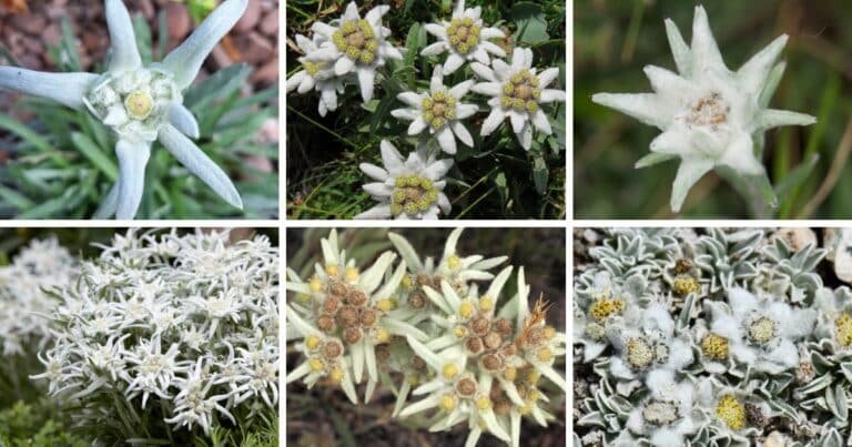 24 Types Of Popular Leontopodium Pictorial Guide