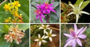 25 Types Of Popular Grewia Pictorial Guide