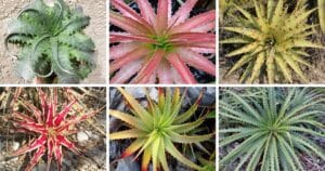 25 Types Of Popular Hechtia Pictorial Guide