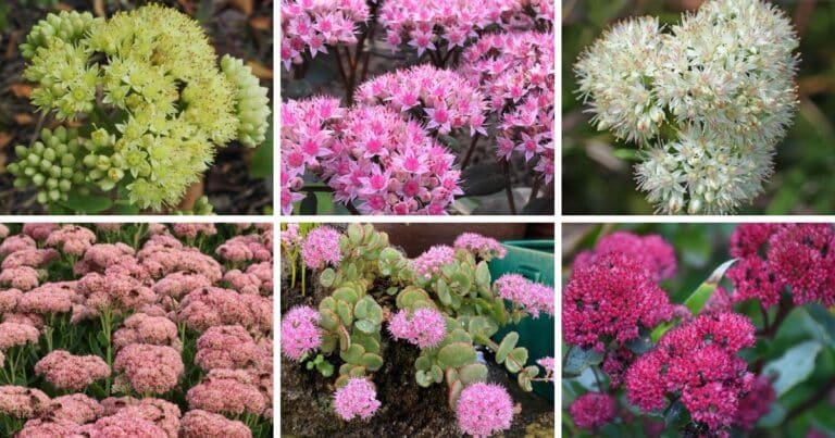 26 Types Of Popular Hylotelephium Pictorial Guide