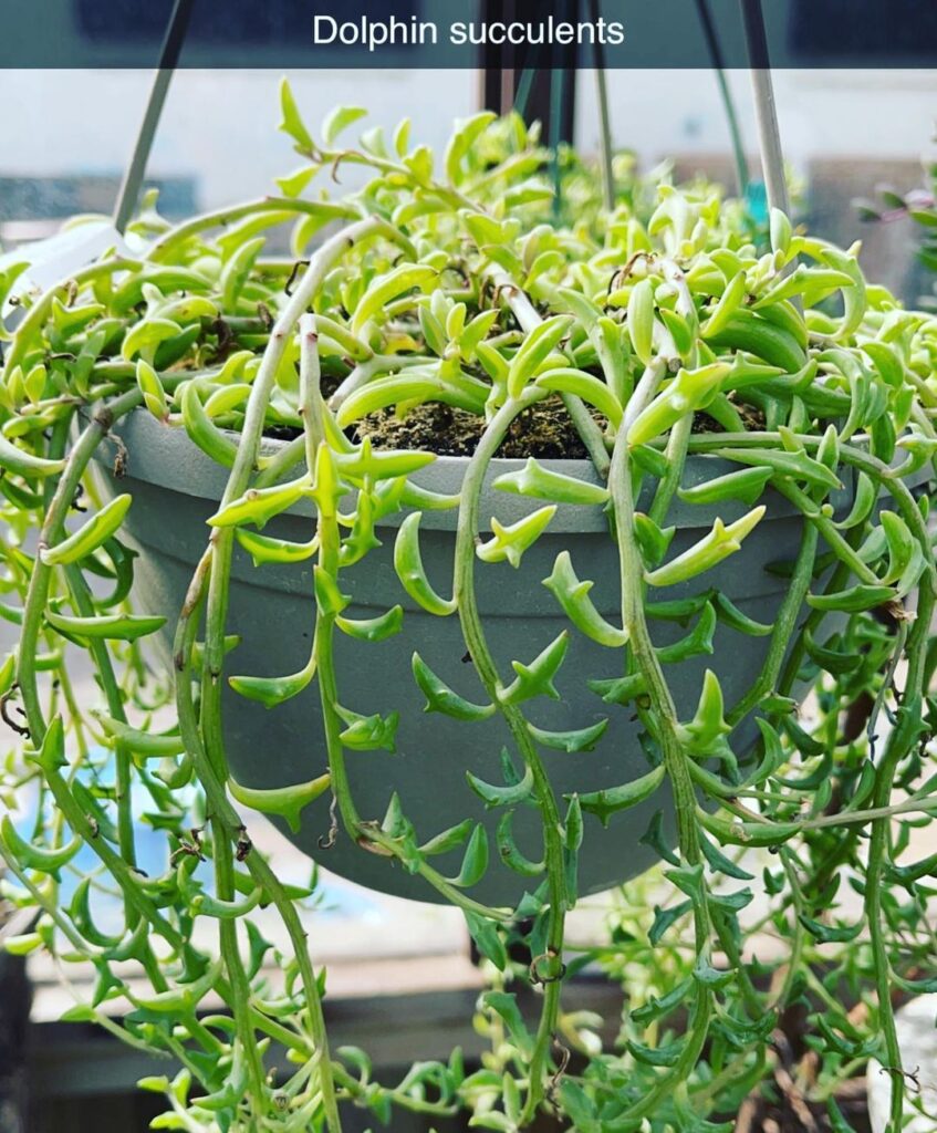 Discover The Fascinating Story Of Dolphin Succulents - A Unique Plant!