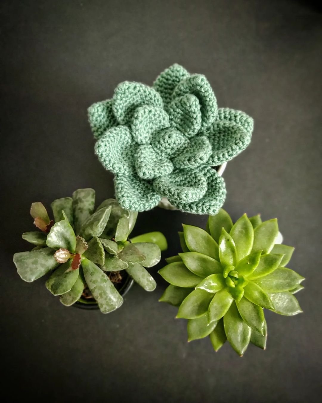 How To Crochet Succulent Plants: A Step By Step Guide
