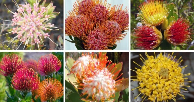 28 Types Of Popular Leucospermum Pictorial Guide