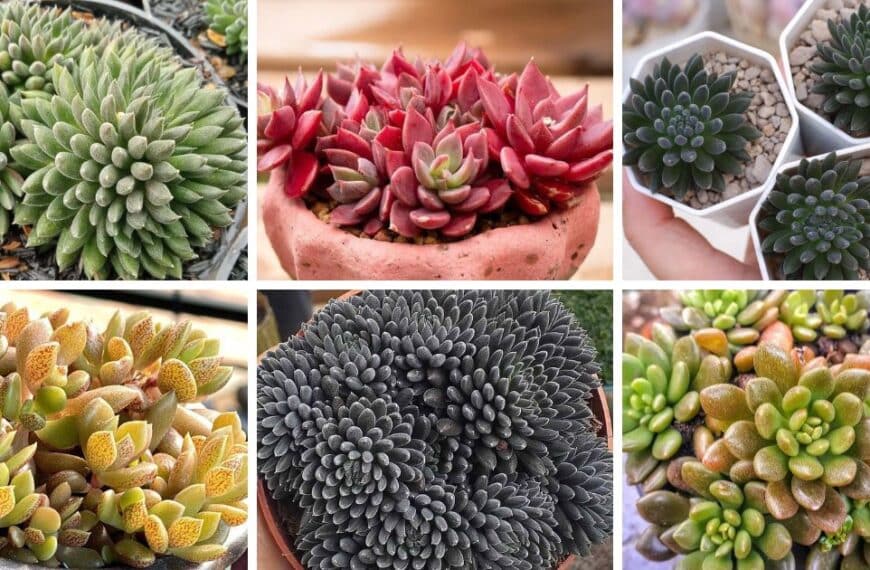 3 Types Of Sinocrassula Pictorial Guide