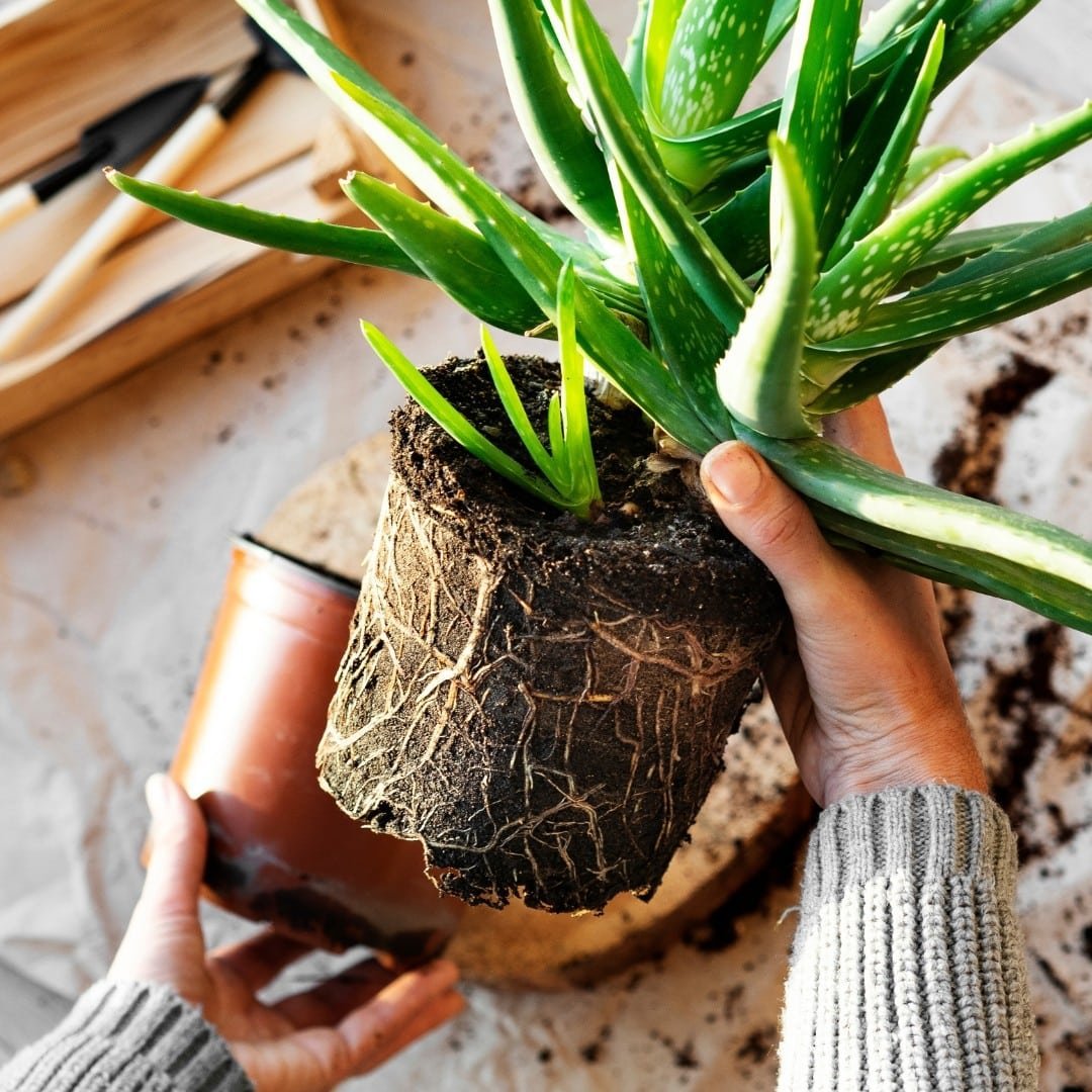 Save Your Succulent: Learn When To Water It Like A Pro!