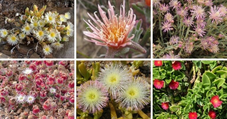 30 Types Of Popular Mesembryanthemum Pictorial Guide