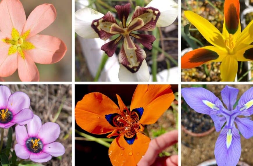 30 Types Of Popular Moraea Pictorial Guide