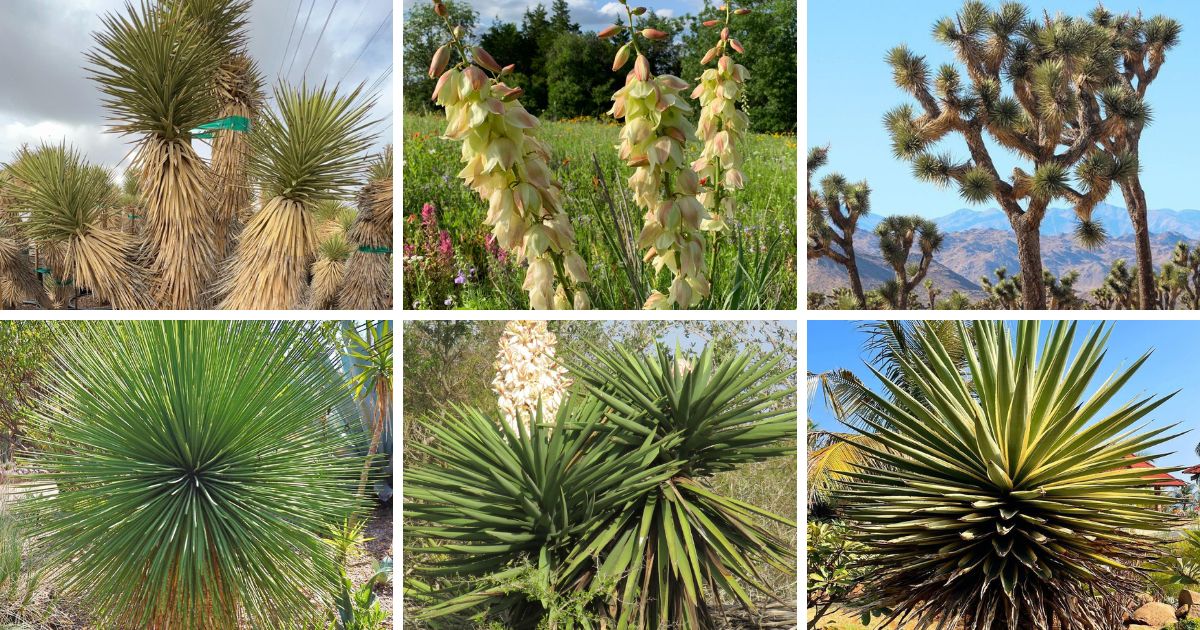 30 Types Of Popular Yucca Pictorial Guide