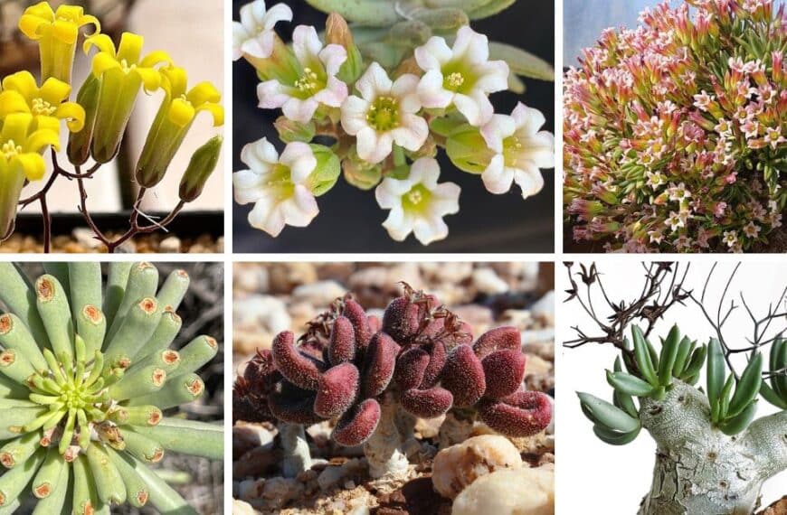 31 Types Of Popular Tylecodon Pictorial Guide