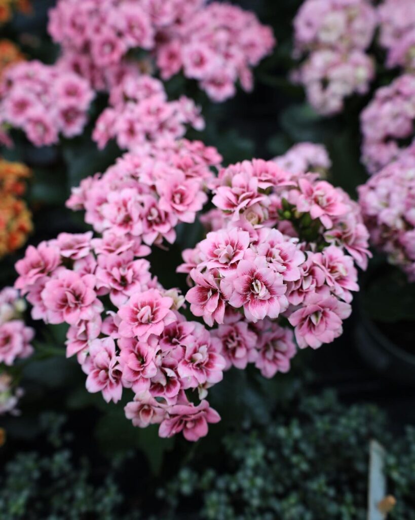 How To Care For And Cultivate Kalanchoe Blossfeldiana: The Guide To Its Vibrant Beauty