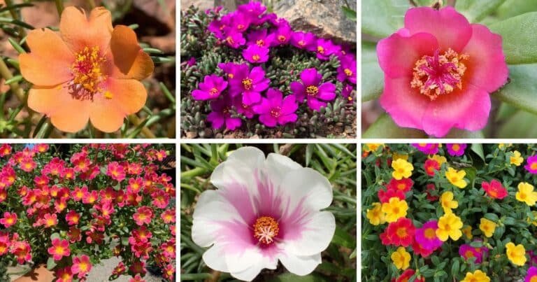 33 Types Of Popular Portulaca Pictorial Guide