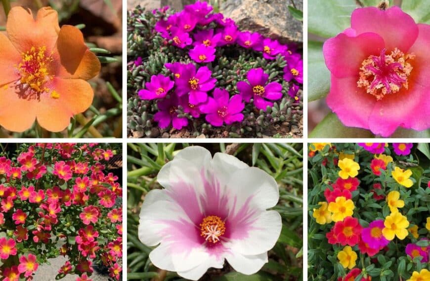 33 Types Of Popular Portulaca Pictorial Guide
