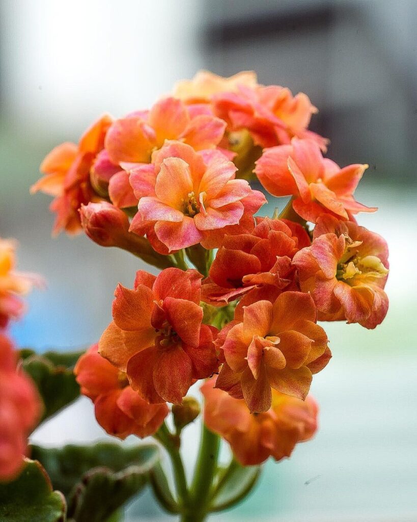 How To Care For And Cultivate Kalanchoe Blossfeldiana: The Guide To Its Vibrant Beauty