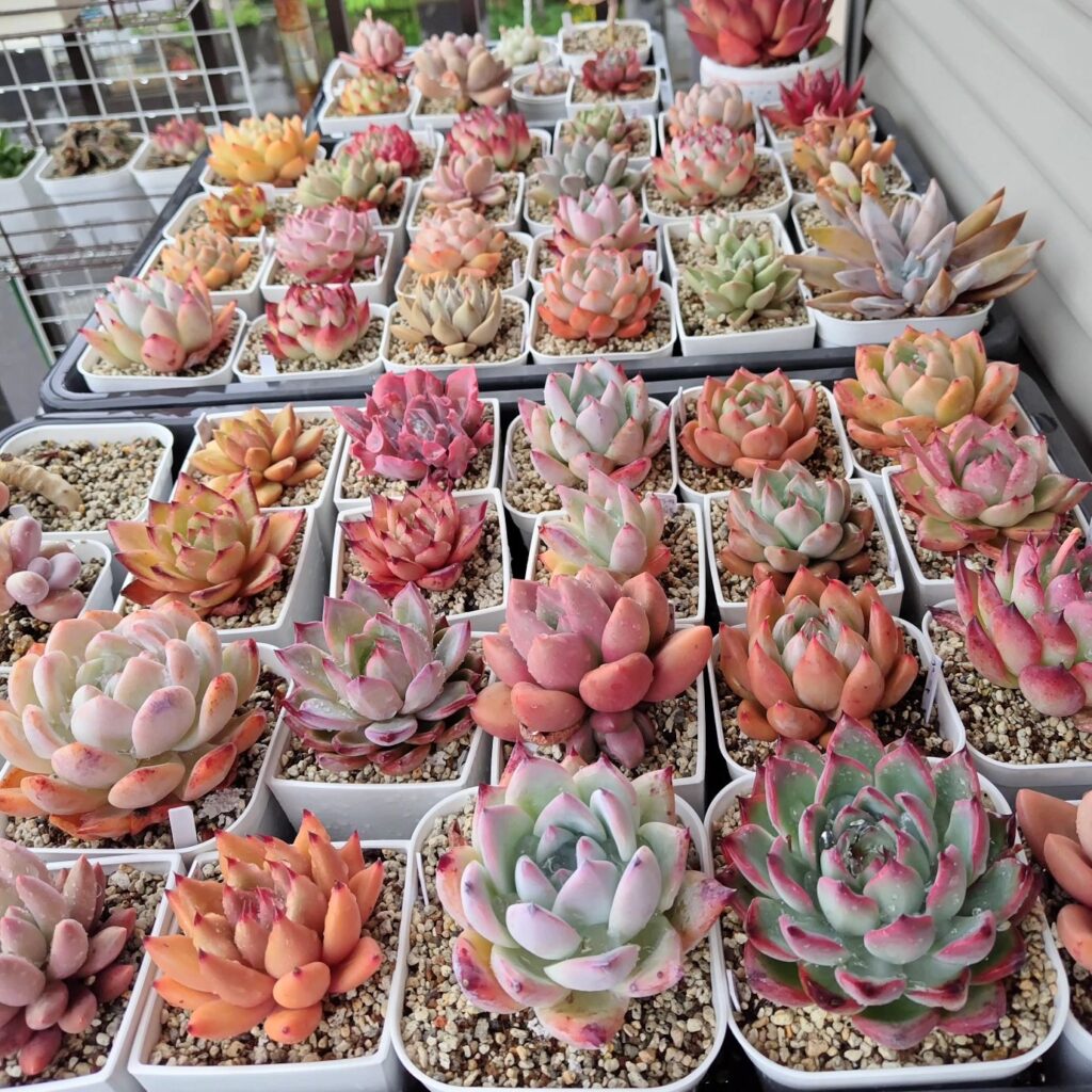 The Best Succulents For Mother's Day: A Guide To Choosing The Perfect Gift