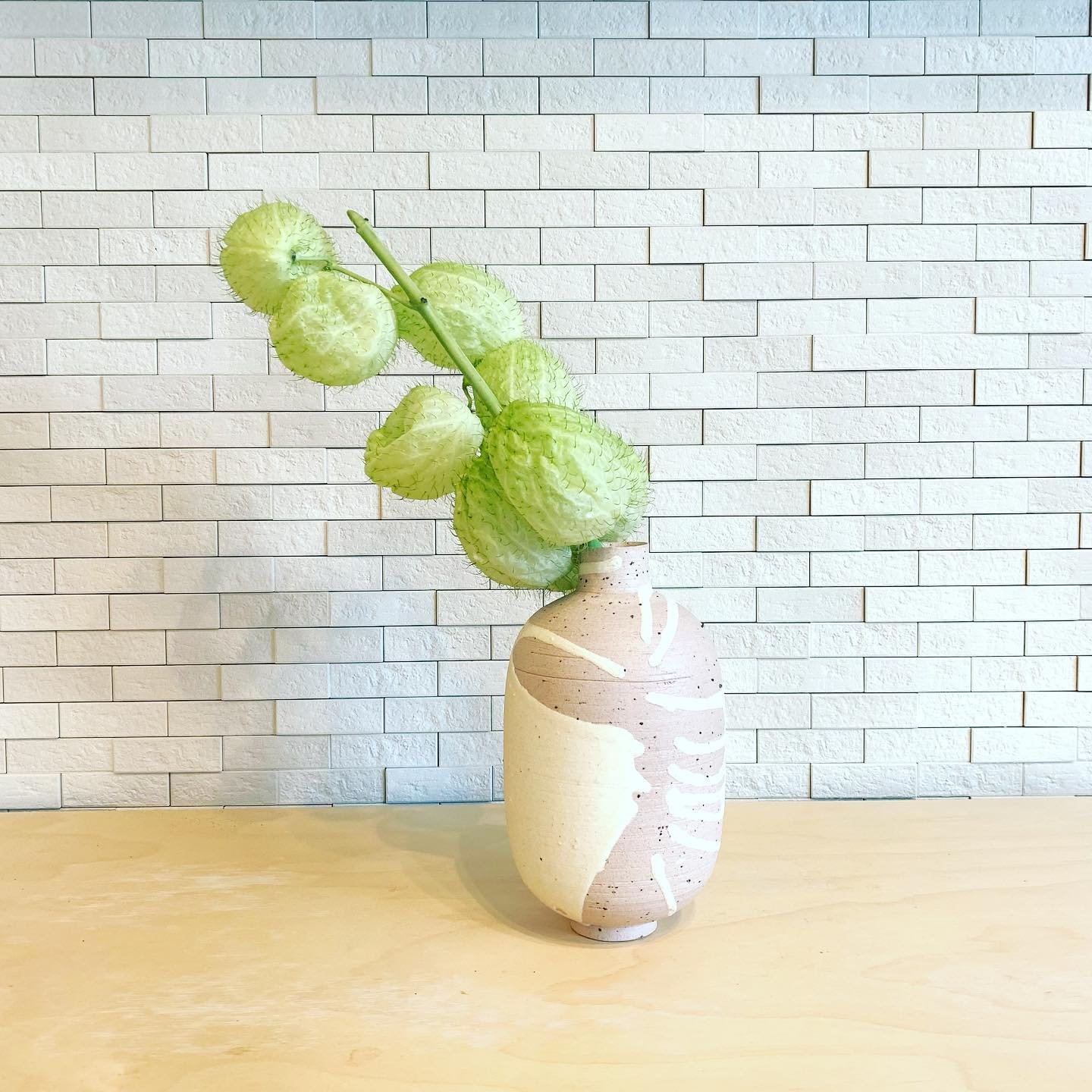 How To Grow And Care For Gomphocarpus