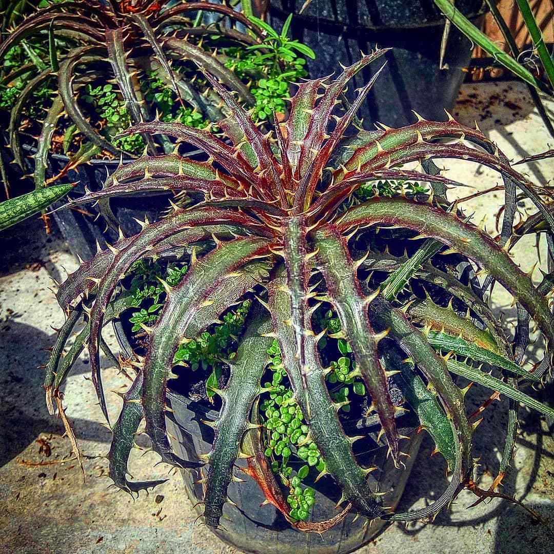How To Grow And Care For Hechtia