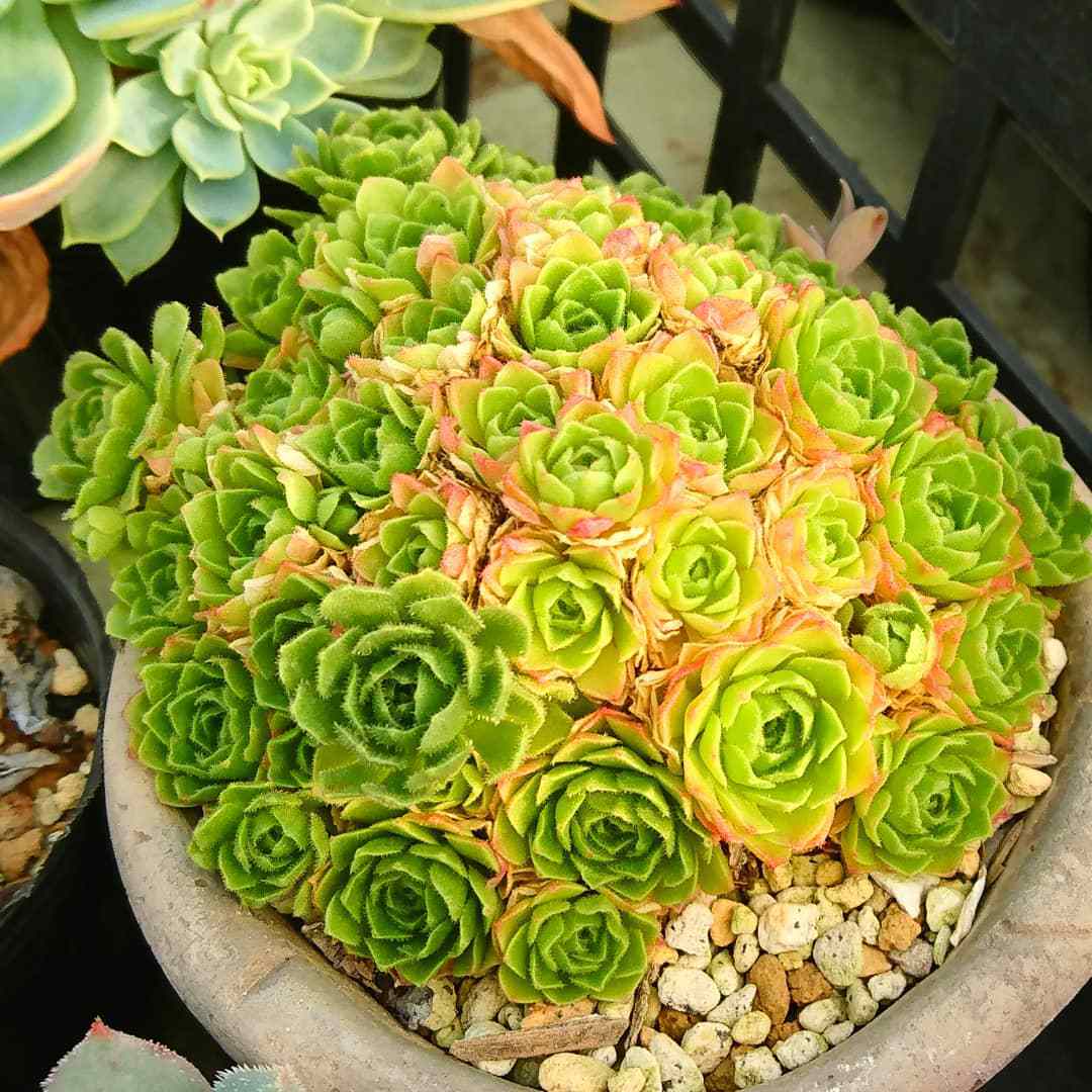 How To Grow And Care For Rosularia