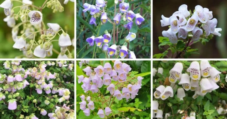 4 Types Of Jovellana Pictorial Guide