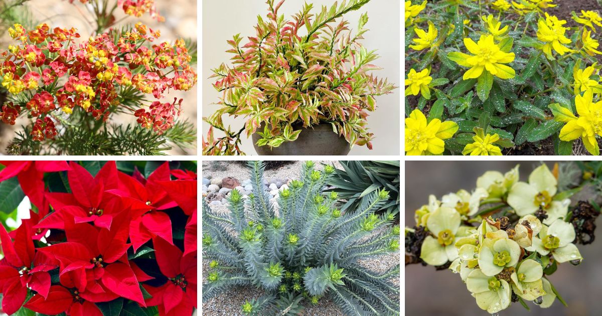 40 Types Of Popular Euphorbia Pictorial Guide