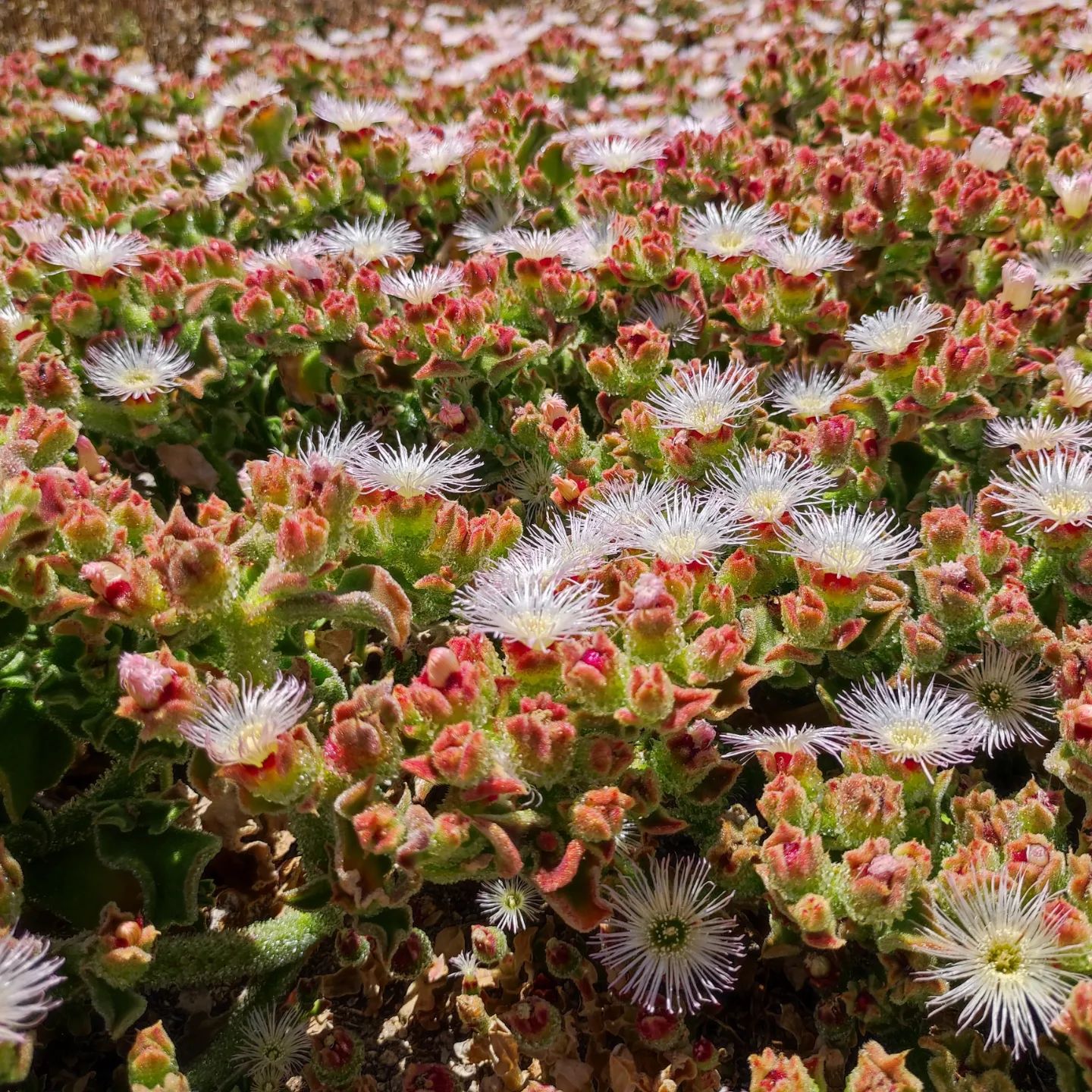How To Grow And Care For Mesembryanthemum