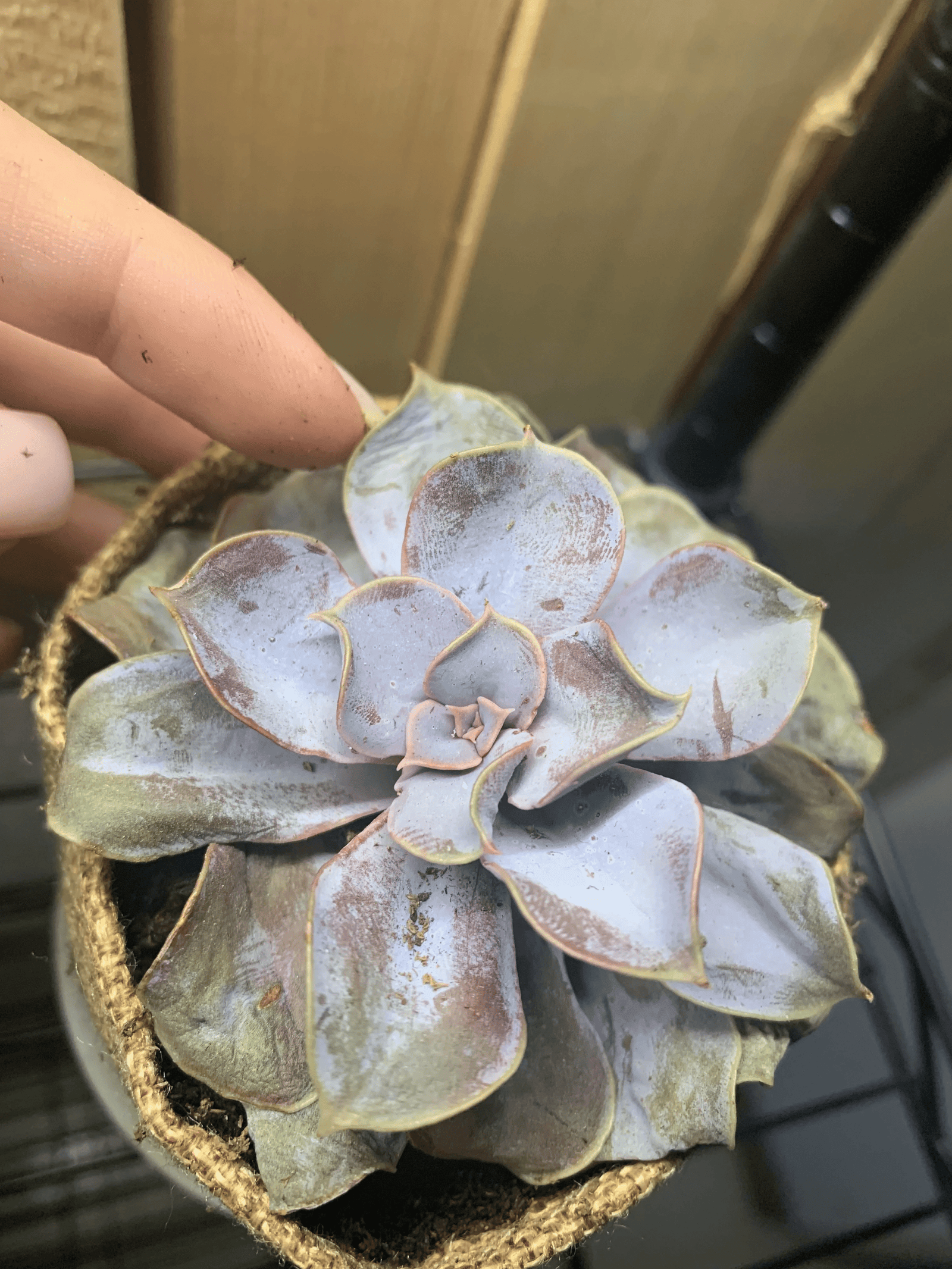 Save Your Succulent: Learn When To Water It Like A Pro!