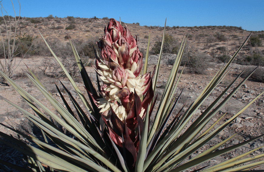 How To Grow And Care For Yucca