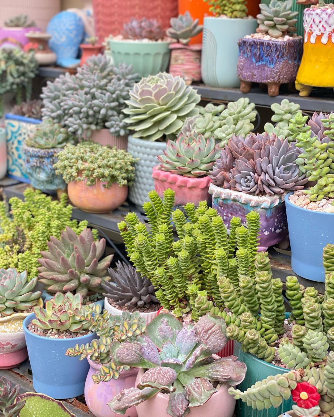 Ultimate Guide - Top 10 Tips To Avoid Succulent Mistakes!
