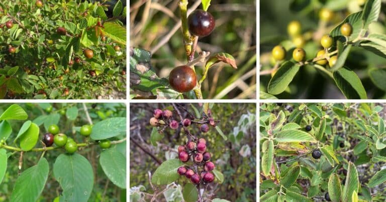 6 Types Of Karwinskia Pictorial Guide