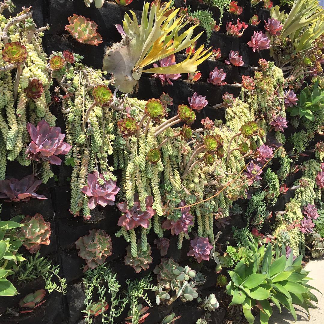 Stunning Succulent Landscape Designs For Your Front Yard!