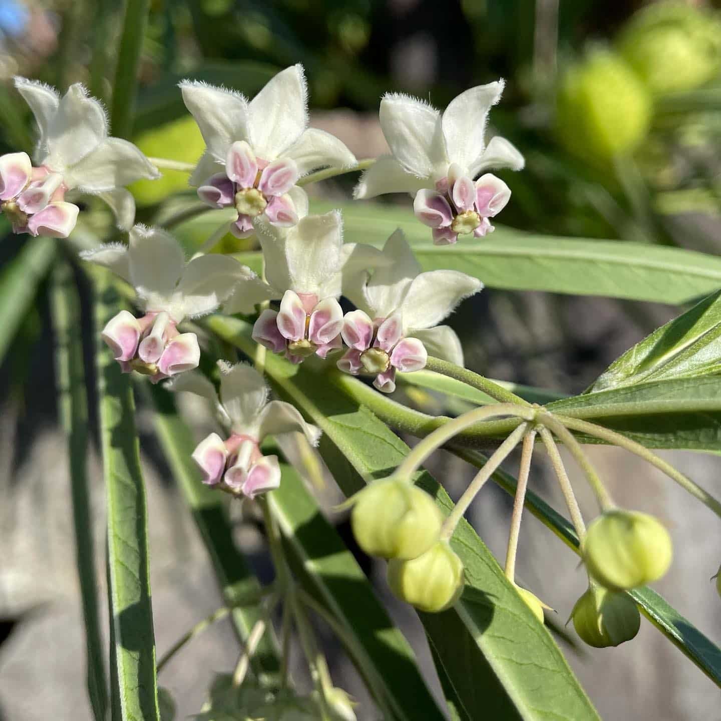 How To Propagate Gomphocarpus