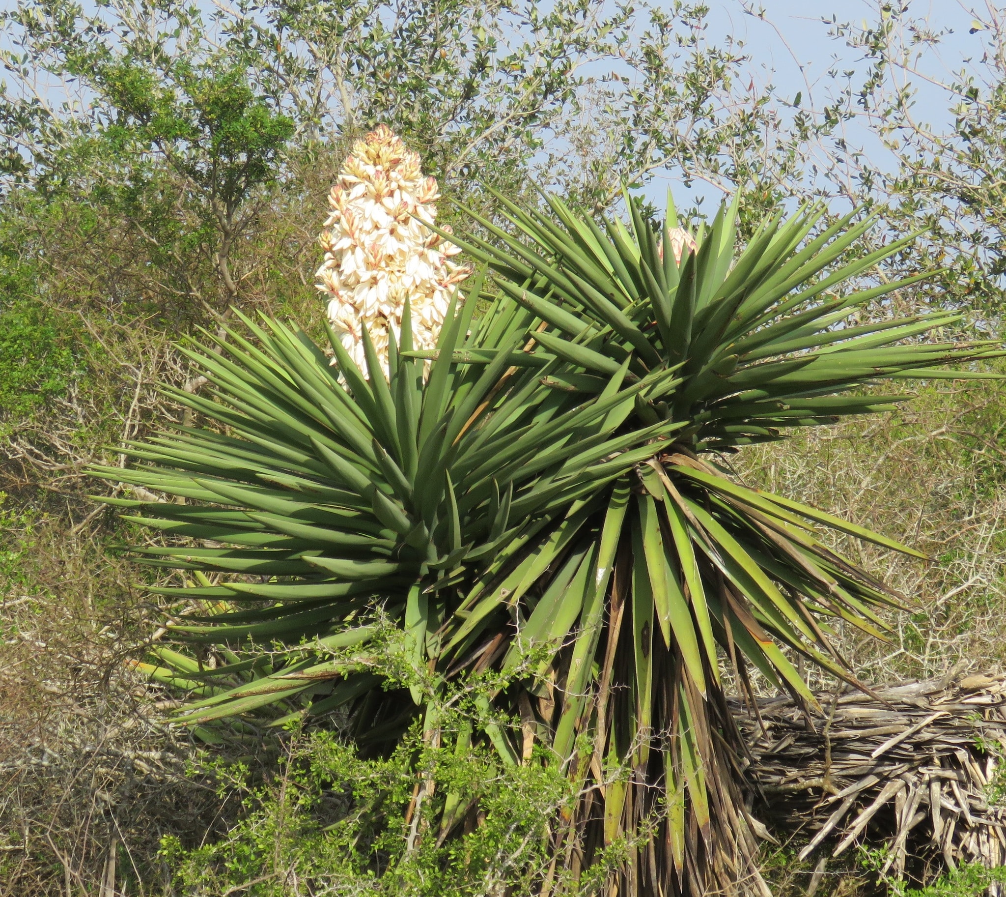 How To Propagate Yucca