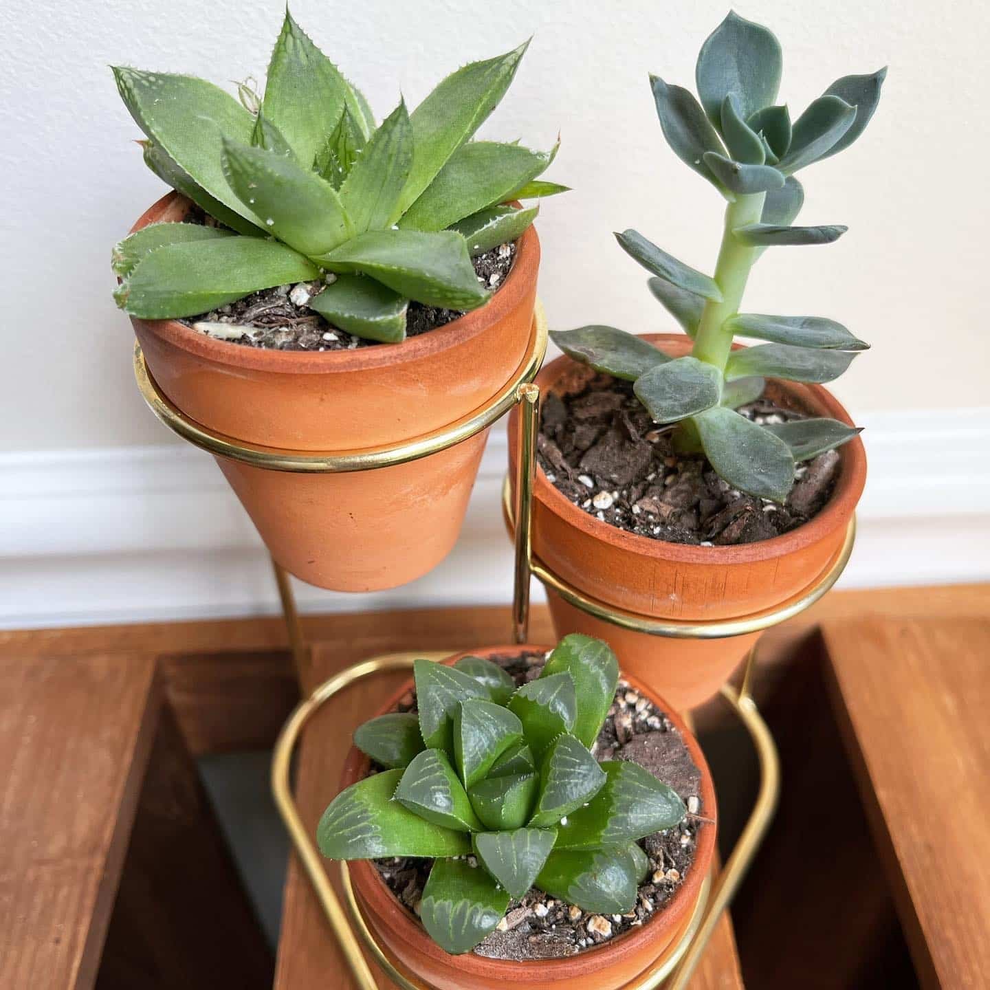 Save Your Succulent: Learn When To Water It Like A Pro!