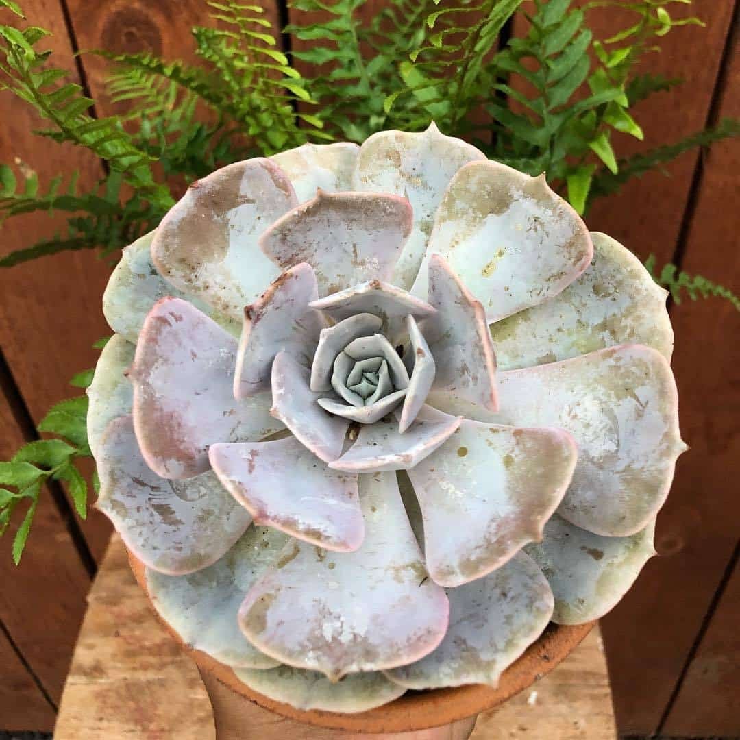 Save Your Succulent: Learn When To Water It Like A Pro!
