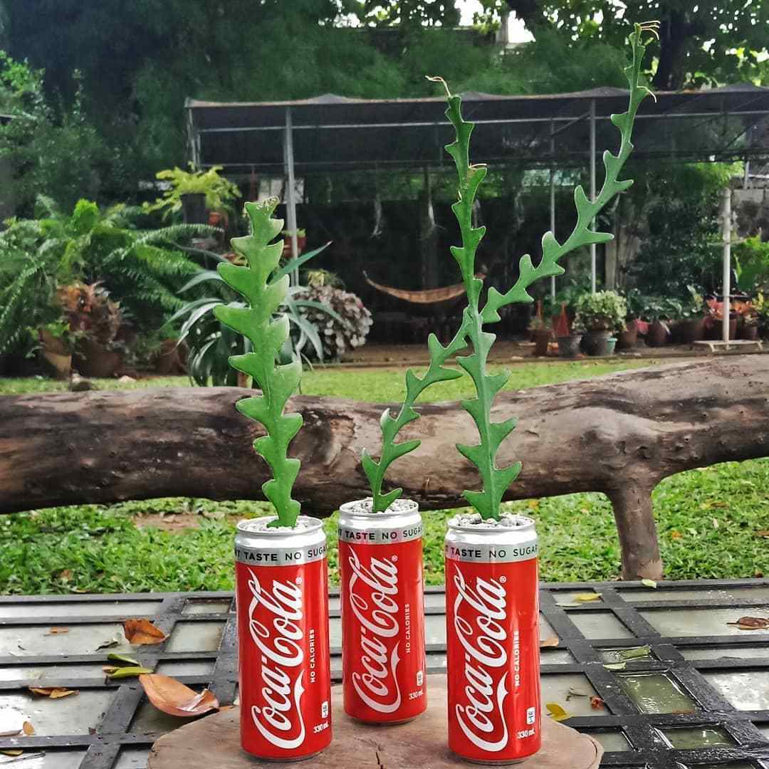 Soda Can Planters