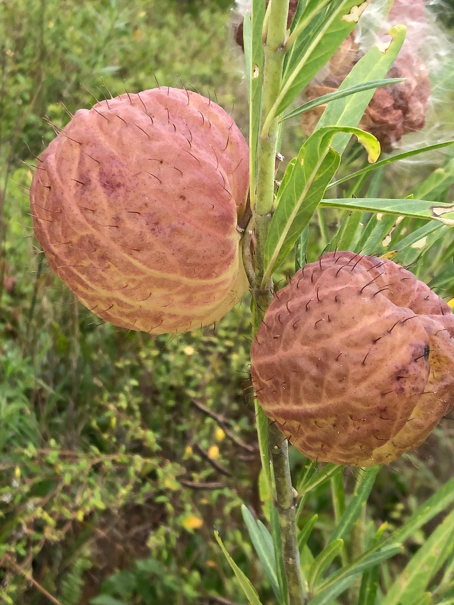 Top 5 FAQ And Answers For Gomphocarpus