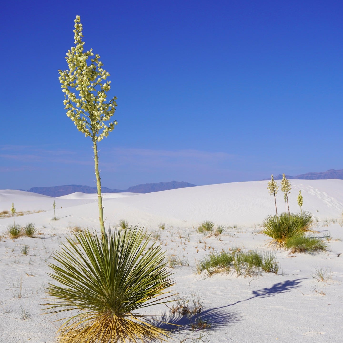 Top 5 FAQ And Answers For Yucca